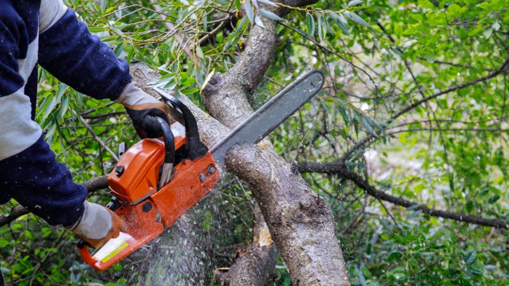 How Tree Pruning Can Transform the Aesthetic Appeal of Your Landscape Aesthetic Appeal