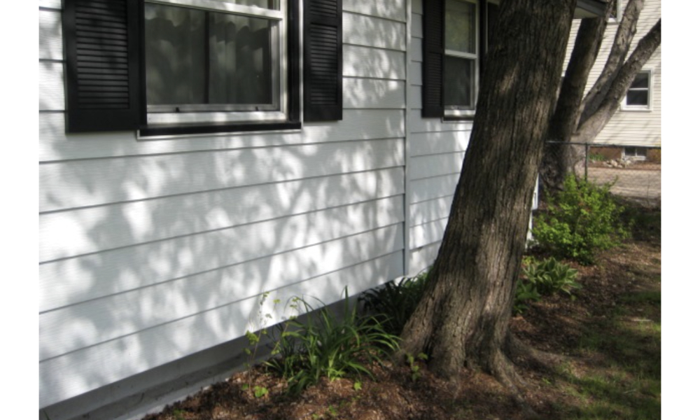 How Far Should You Plant Trees From Your House? Tips to Avoid Costly Damage Plant Trees